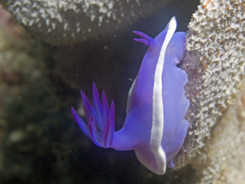 Nudibranch, Mabul, Stingray City